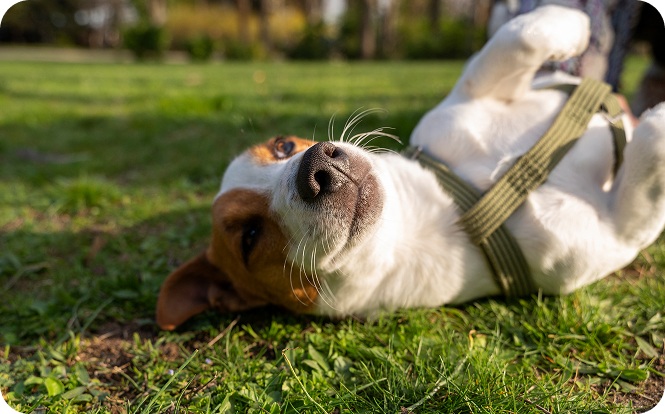 Crecimiento del 16% en los Ingresos y un ROAS de 5.18x para una Empresa de Mascotas que Factura Más de $1 Millón — image 4