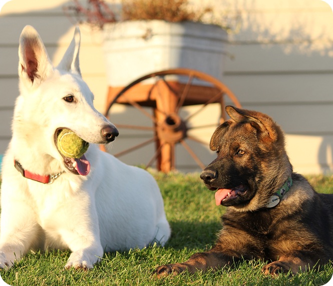 Fit and Go Pets — Pet Care Services