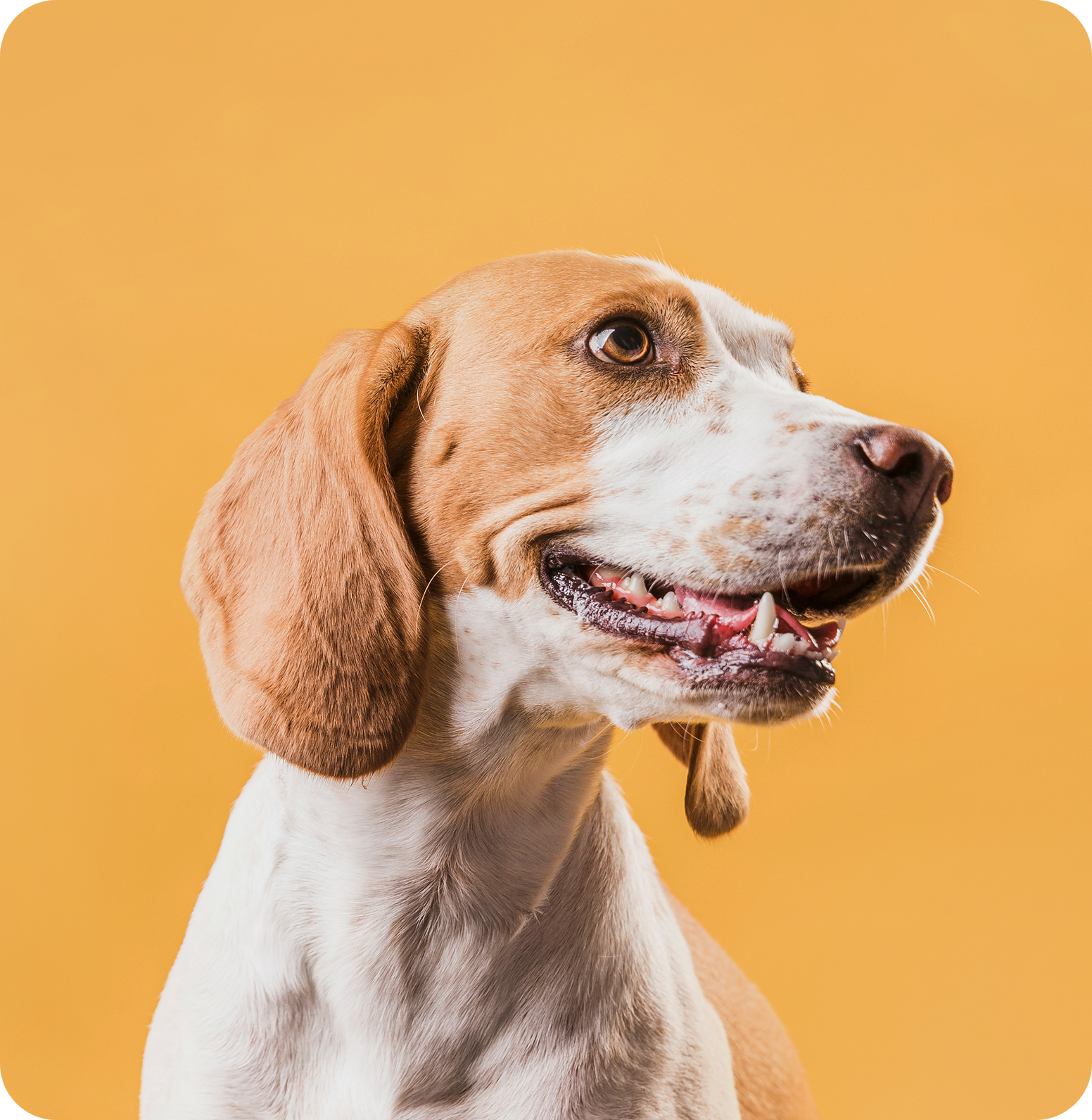 Zenta Pets — image 2