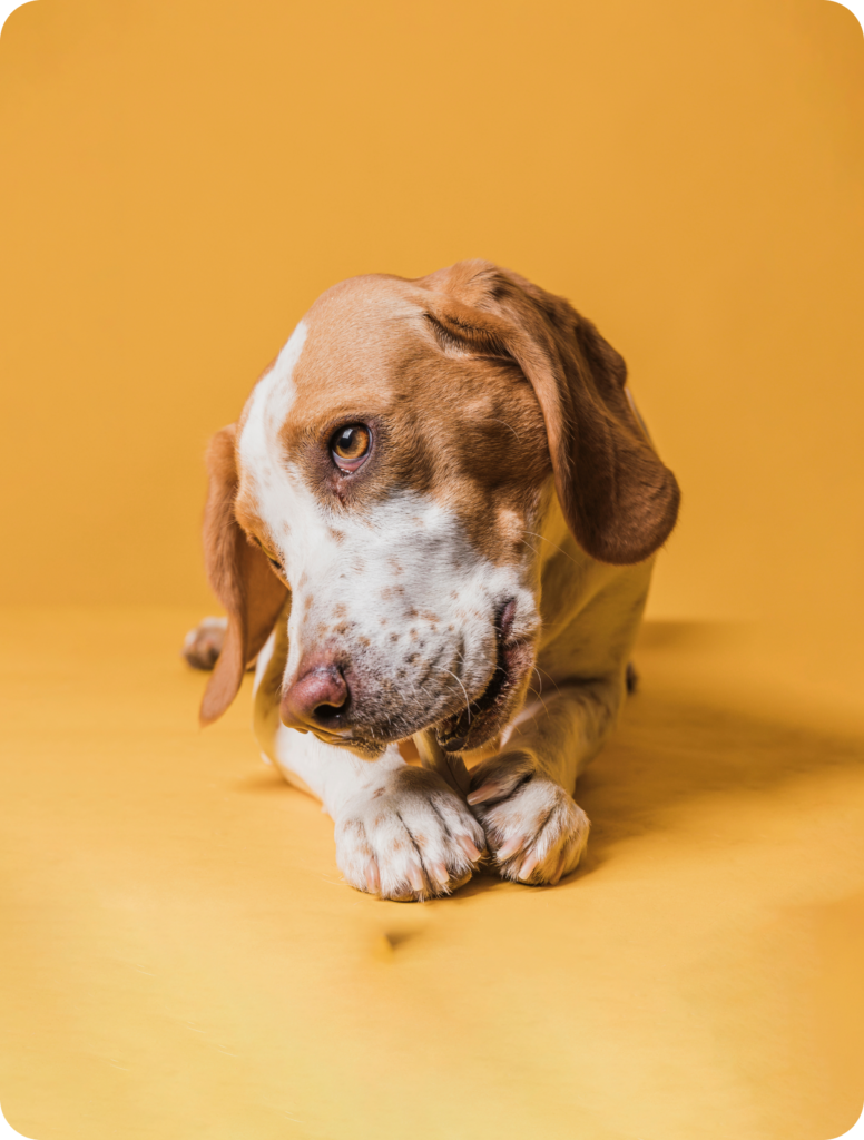 Zenta Pets — image 3
