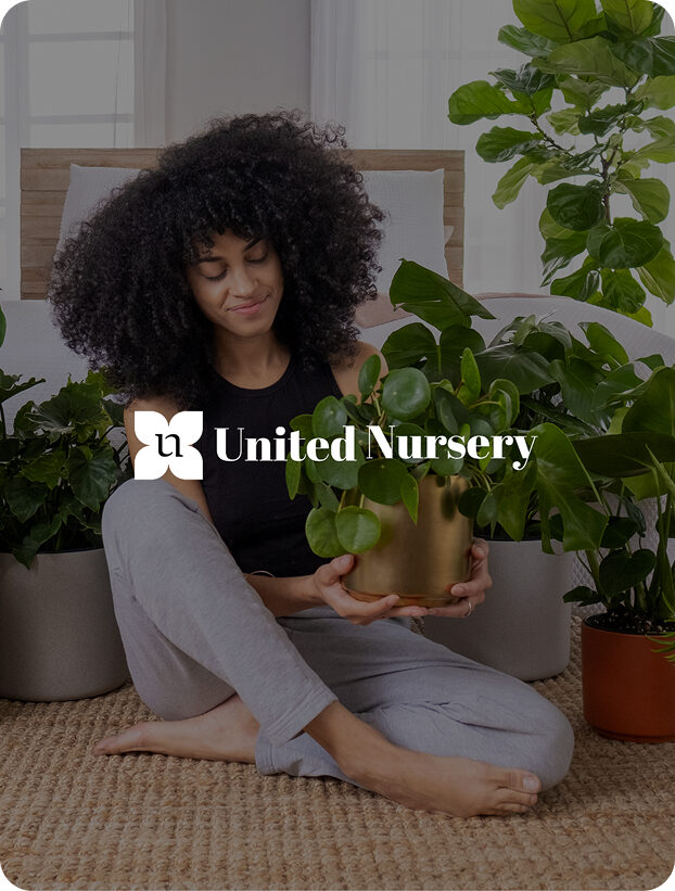 Shopify SEO Services 2