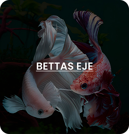 User Experience Testing 1