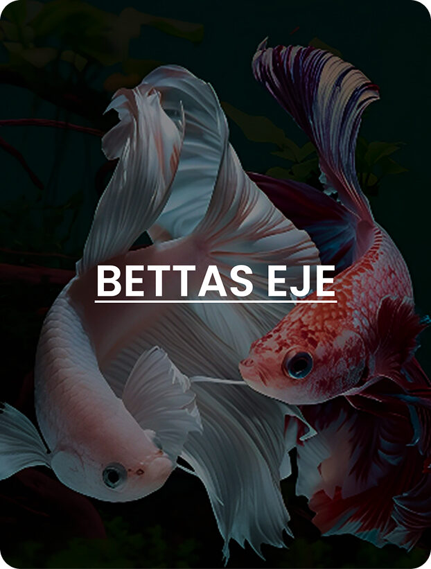 eCommerce Google Ads 2